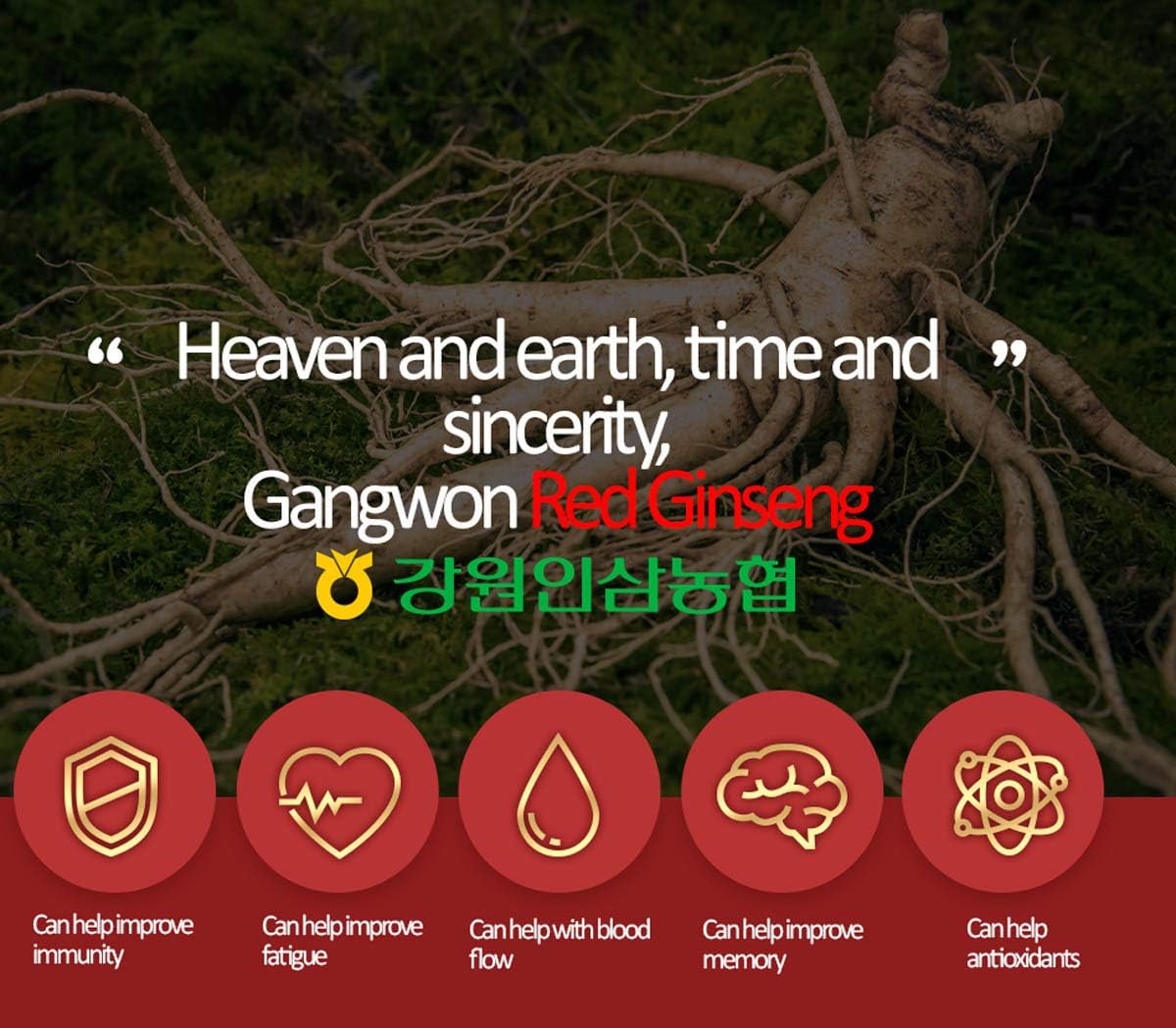 Gangwon Ginseng Cooperative Premium 6-Year-Old Korean Red Ginseng Extract "Jinseno 25" | 240g | 100% 6-Year-Old Red Ginseng Concentrate | Made in Korea